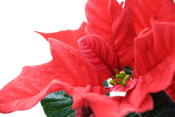 closeup of a red winter rose