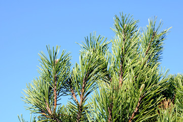 Obraz na płótnie Canvas blue pine tree