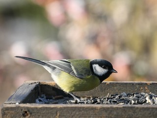 Great Tit (Parus major) on the feeder.