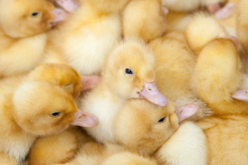 fluffy ducklings