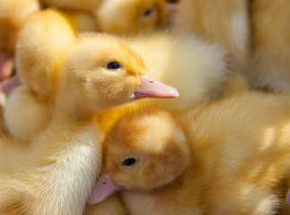fluffy ducklings