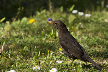 Obraz premium Drossel