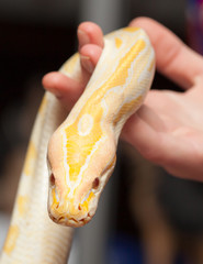 Close up of albino python