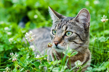 Cat in the grass