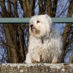 Havaneser auf der Brücke