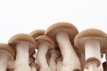 キノコ　ブナシメジ　白バック
