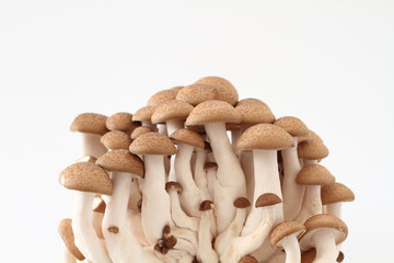 キノコ　ブナシメジ　白バック