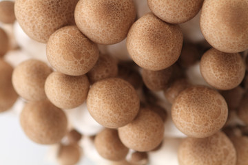 きのこ　ブナシメジ