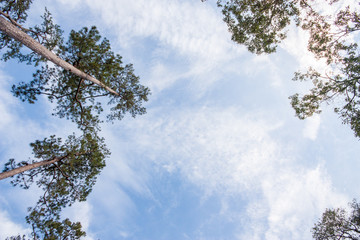 Fototapeta premium Tree canopy
