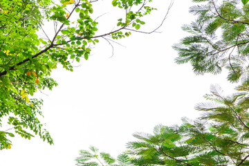 Green leaf frame  and white  background