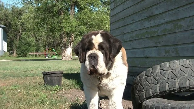 St. Bernard Dog Drooling in Sun