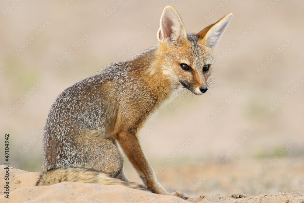 Sticker Cape fox (Vulpes chama), Kalahari desert