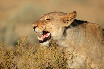 Aggressive lioness