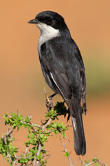 Fiscal flycatcher (Sigelus silens)