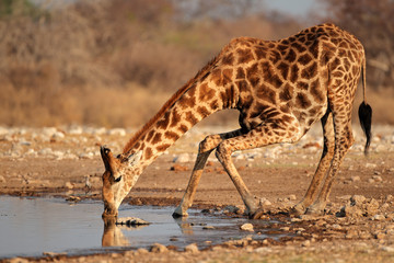 Eau potable de girafe, parc national d& 39 Etosha