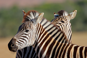 Fototapeta na wymiar Plains Zebra portret