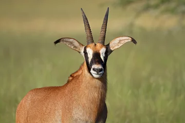 Fotobehang Roan antilope (Hippotragus equinus) © EcoView