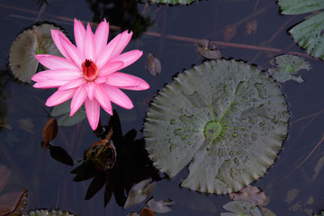 Water lily flower (Nymphaea spp.) © EcoView