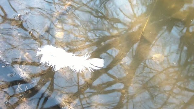Feather Floating in Water Abstract