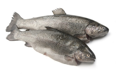 Raw trout