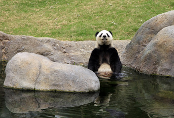 Naklejka premium Grand panda bear