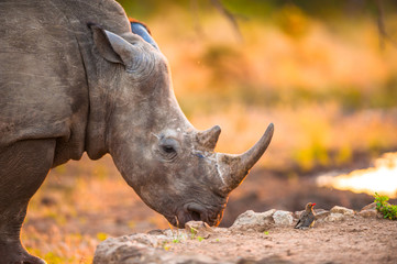 Rhino and tiny bird
