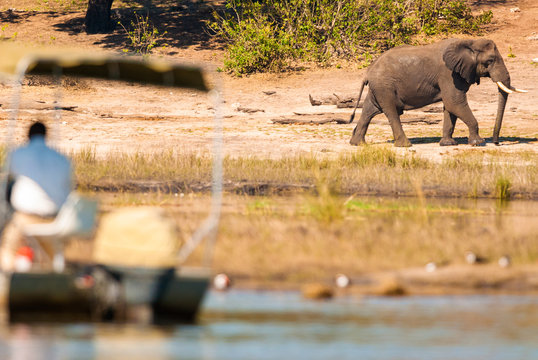 Fototapeta Elephant and tour boat