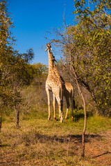 Giraffes walking