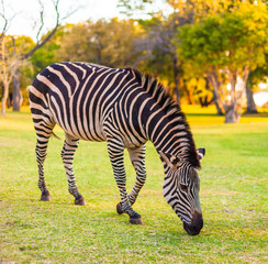 Fototapeta na wymiar Plains Zebra (Equus Quagga) wypas