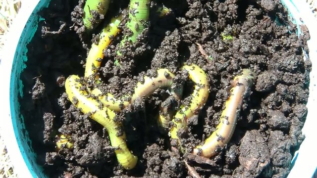 Worms in Sun Close-up