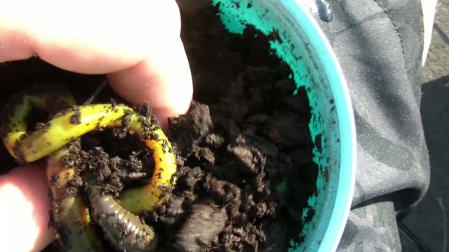 Hand Touching Worms in Sun