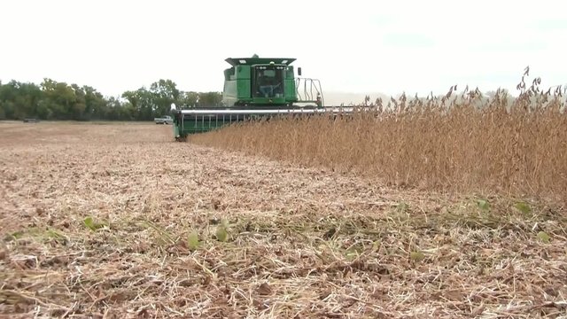 Tractor Harvesting on Farm in Fall