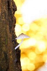 white mushroom with colorful background