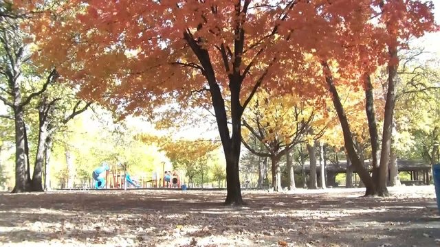 Leaves Blowing in Park