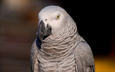 Parrot at the bird market, Kowloon, Hongkong