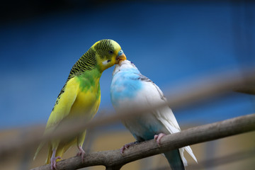 Wellensittichpaar in Love