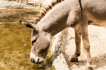 Papier Peint photo Lavable Âne donkey eat water