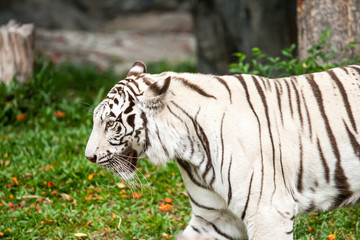 Fototapeta na wymiar biały tygrys chiangmai zoo