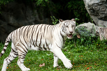 white tiger chiangmai zoo