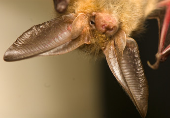 Plecotus auritus © Gucio_55