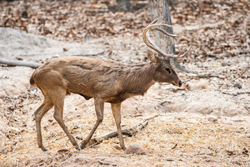 deer in chiangmai zoo Thailand