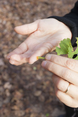 Applying juice of Chelidonium majus, greater celandine to wart