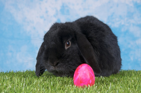 Schwarzer Hase mit rotem Osterei