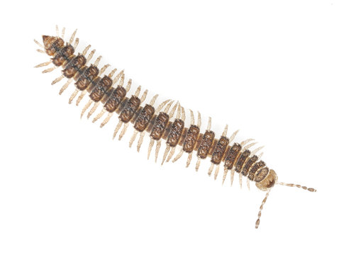 Flat-backed millipede, Polydesmidae isolated on white background