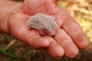 small hedgehog (newborn)