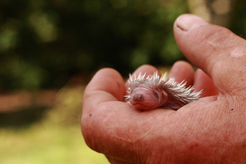 small hedgehog (newborn)