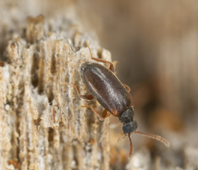 Euglenes oculatus on wood, high magnification