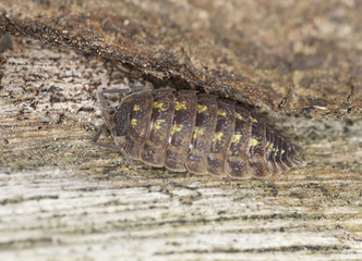 Woodlouse on wood, extreme close-up with high magnification