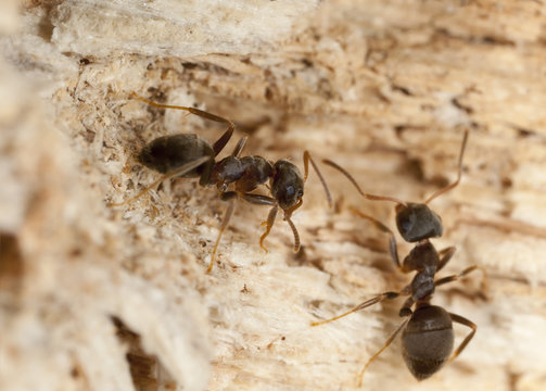 Brown tree ant, Lasius brunneus (Hymenoptera, Formicidae)