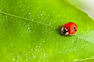 Marienkäfer auf Blatt © Superhasi